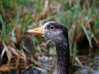 The side profile of a wild goose
