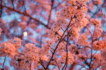夜桜見物
