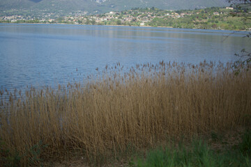 Fototapeta na wymiar Phragmites australis reeds at a lake in northern Italy