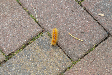 the caterpillar of the maple owl, Acronicta aceris, on a footpath.