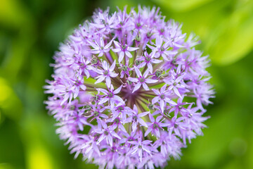 The purple flower of the ornamental lily. - obrazy, fototapety, plakaty