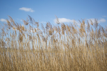 Obraz premium Phragmites australis reeds at a lake in northern Italy