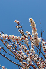 Blossoming of cherry flowers in spring time against blue sky