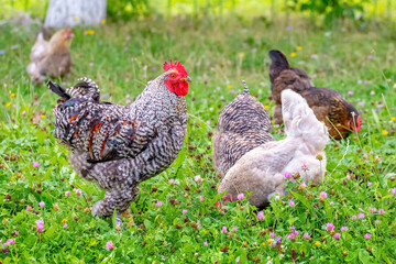 Gray spotted rooster and chickens in the garden of the farm on the grass looking for food