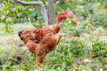 Brown chicken in the garden near the apple tree. Raising chickens