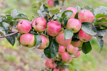 Ripe red apples in the garden on a tree. Apple harvest