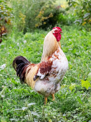 Colorful spotted rooster in the garden on the farm