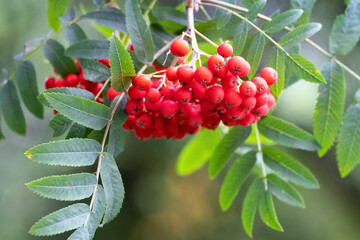 Red rowan berries on a tree close up