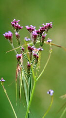 Purple wildflowers in the Rietvlei Nature Reserve in Pretoria, South Africa, in the spring