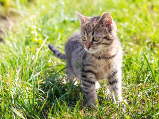 Naklejka na ściany i meble Small striped kitten in the garden on the grass in sunny weather