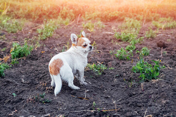 A small Pekingese dog in the garden at sunset