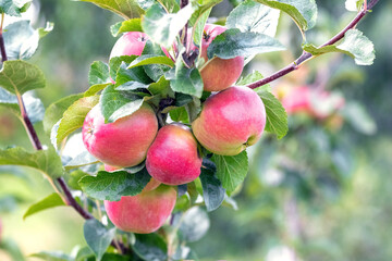 Ripe red apples in the garden on a tree. Apple harvest