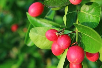 Obraz premium red cherries on a branch