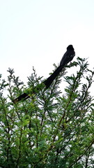 Long-tailed Widowbird (Euplectes progne) perched on a bush in the Rietvlei Nature Reserve in Pretoria, South Africa