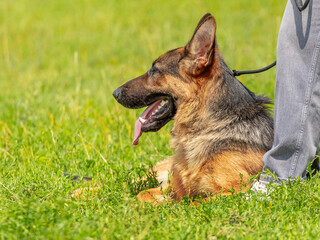 A large beautiful shepherd dog sits on the grass at the feet of the owner during a walk in the park in sunny weather