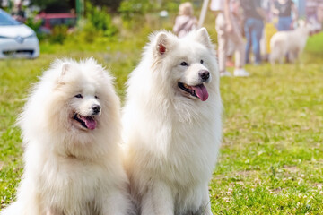 Two fluffy Samoyed dogs sitting in the park on the grass