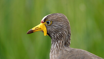 Close up of an African wattled lapwing (Vanellus senegallus) in the Rietvlei Nature Reserve in Pretoria, South Africa