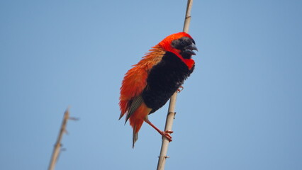 Southern red bishop (Euplectes orix) perched on a reed in the Rietvlei Nature Reserve in Pretoria, South Africa