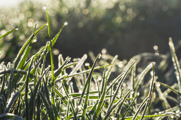 frozen grass and vegetation in the morning, visible frost overexposed by the rising sun