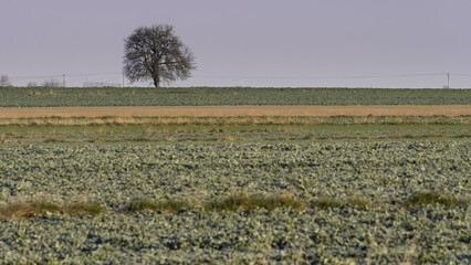 lonely pear tree in the field, rural view in the morning