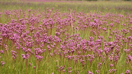 Obraz premium Field of purple wildflowers in the Rietvlei Nature Reserve in Pretoria, South Africa, in the spring