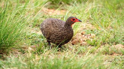 Swainson's francolin (Pternistis swainsonii) in the grass in the Rietvlei Nature Reserve in Pretoria, South Africa