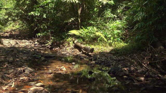 Jungle B-Roll - A Fallen Log. A log, the remnants of a long fallen tree lays beside a small stream. Filmed in Kaeng Krachan National Park, Thailand.