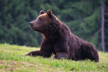 Plakat Brown bear, ursus arctos, in the middle of grass meadow. Concept of animal family. Summer season. In the summer forest. Natural Habitat. Big brown bear. Dangerous animal in nature forest. Close up.