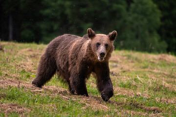Naklejka na ściany i meble Brown bear, ursus arctos, in the middle of grass meadow. Concept of animal family. Summer season. In the summer forest. Natural Habitat. Big brown bear. Dangerous animal in nature forest. Close up.