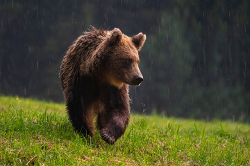 Brown bear, ursus arctos, in the middle of grass meadow. Concept of animal family. Summer season....