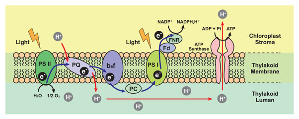 Scientific Designing Of Light-Dependent Reactions Of Phtosynthesis. Vector Illustration.