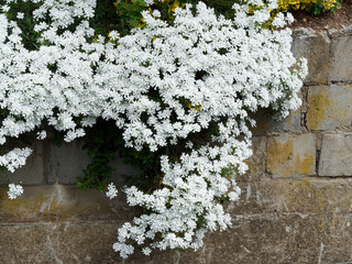 (Iberis sempervirens) Evergreen or perennial candytuft flowers decorating a wall in cascade