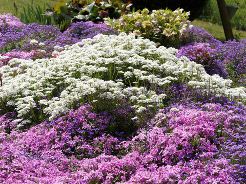 Clusters of evergreen candytuft white flowers ckusters (Iberis sempervirens) in cascading along a lawn with a carpet of graceful flowers of phlox subulata