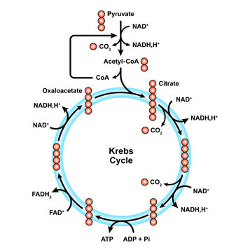 Simple Illustration Of Citric Acid Cycle Diagram. Krebs Cycle Labeled Scheme. Colorful Symbol. Vector Illustration.