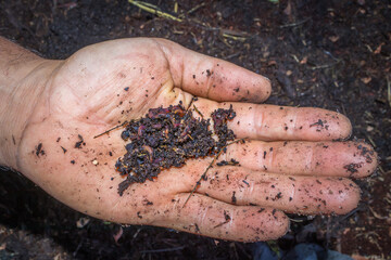 Man holding compost soil and red wiggler worms (Eisenia fetida) in his hands, Cape Town, South Africa