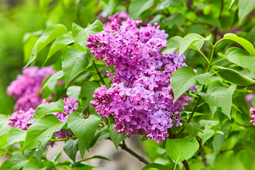 Naklejka na ściany i meble A beautiful young lilac bush blooms in spring in the park after the rain