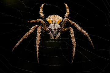 Tropical Orb Weaver Spider in Web