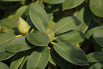 Fresh green leaves of Rhododendron flower tree