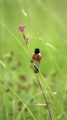 African stonechat (Saxicola torquatus) perched on a wildflower in the Rietvlei Nature Reserve in Pretoria, South Africa