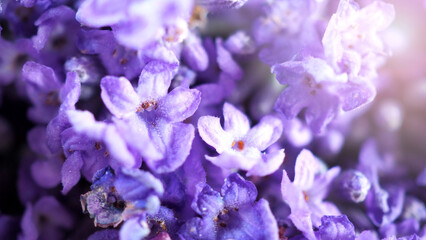 Fototapeta na wymiar Close-up or macro images of Japan lavender bouquet bunch which freshness colorful blooming and have aroma fragrance for relaxing moment in a summer day 
