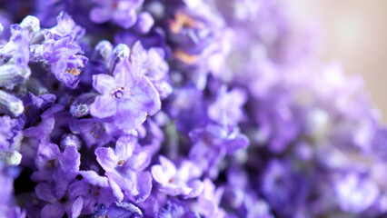 Close-up or macro images of Japan lavender bouquet bunch which freshness colorful blooming and have aroma fragrance for relaxing moment in a summer day 