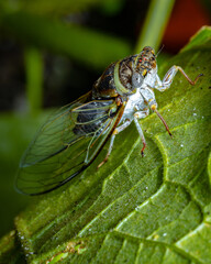 Adult Cicada Up Close Macro Detail