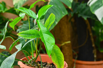 Beautiful Philodendron 69686 leaf