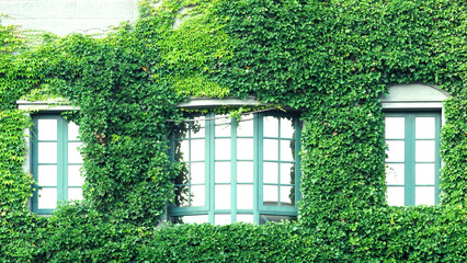 Fototapeta na wymiar Many crawler green color leaves of Mexican daisy cover all on the old wall and window with european contemporary modern architecture building style.