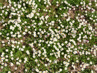 Field full of daisies. Floral background