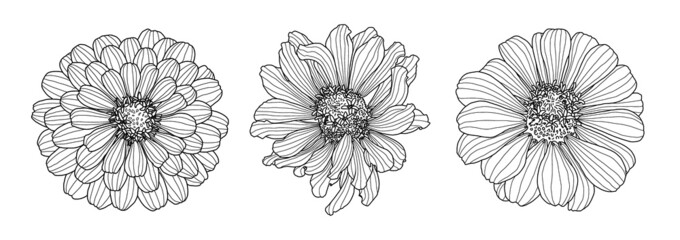 Three drawings of Zinnia flower isolated on white backdrop. Element for design in line art style for greeting card, wedding invitation, coloring book. - obrazy, fototapety, plakaty