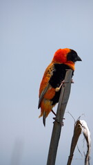 Fototapeta premium Southern red bishop (Euplectes orix) perched on a reed in the Rietvlei Nature Reserve in Pretoria, South Africa