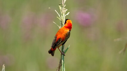 Southern red bishop (Euplectes orix) perched in the grass in the Rietvlei Nature Reserve in Pretoria, South Africa