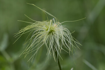 Wild Anemone Seed Head in Spanish Wood