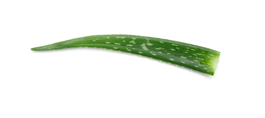 An aged of aloe tree on white background